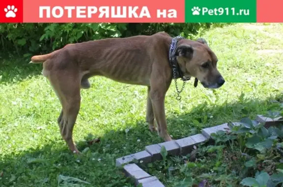 Пропала собака Персик в дачном посёлке, Московская область