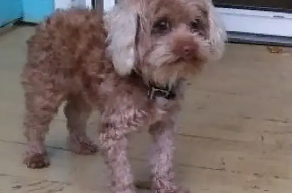 Собаки потеряшки, Санкт-Петербург, фото: Потеряшка собака в Санкт-Петербурге!