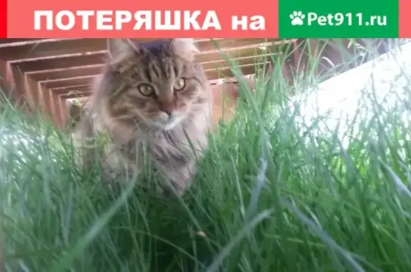 Пропал кот Марсик в Глядово, Жуковский район