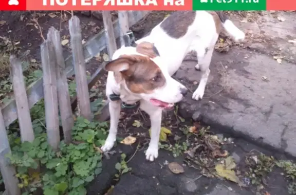 Найдена собака на ул. Литейной в Липецке
