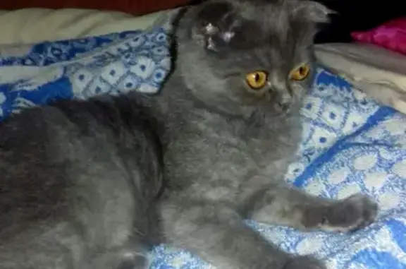 Пропала ласковая вислоухая кошка на Джанкойской, 161 (Крым)