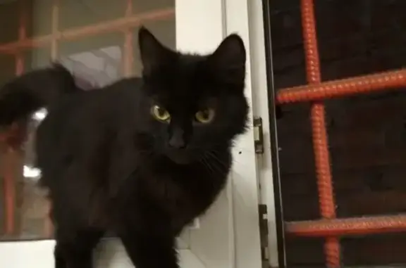 Найдена черная кошка в Москве, Врачебный проезд 10
