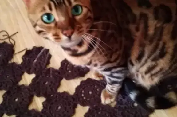 Кошки потеряшки, Медяны, фото: Потеряшка кошка Глаша, украдена 6.10.2019 вечером, возраст 4 года, возможно в Кирове.