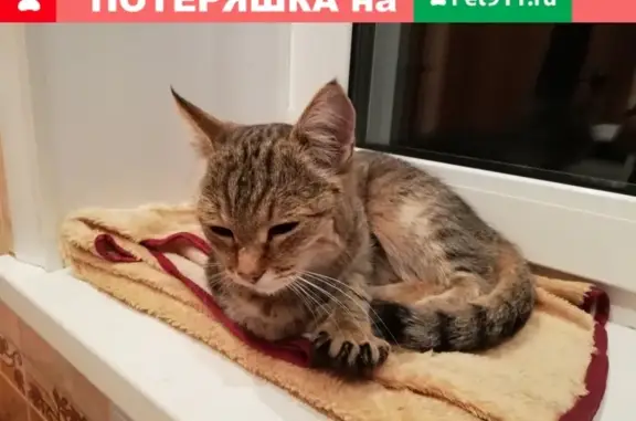 Найдена кошка на Симферопольской, Барнаул