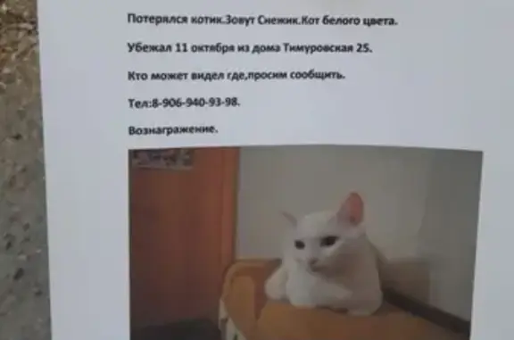 Пропала кошка на Тимуровской, Барнаул