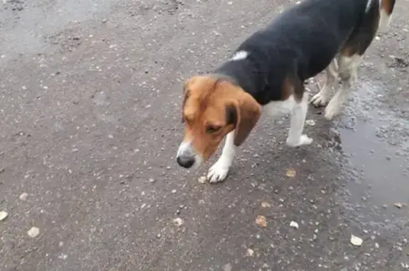 Найдена собака возле Любучан в Чеховском районе