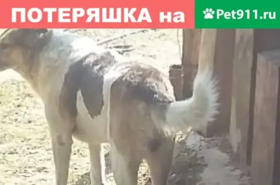 Потерянные животные Москва, фото: Пропала собака Туман в Малоярославском районе