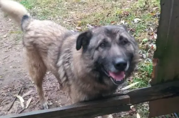 Найдена собака в Перми с повреждением и без хозяина.