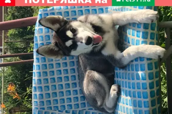 Собаки потеряшки, , фото: Потеряшка собака в лесу Первомайского района, Новосибирск, 14 октября.