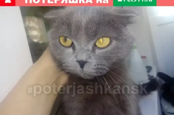 Найдена кошка в Новосибирске, ищем хозяев