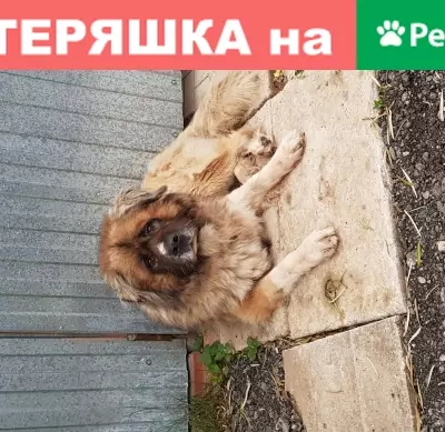Найдена собака в Болтино на Осташковском шоссе