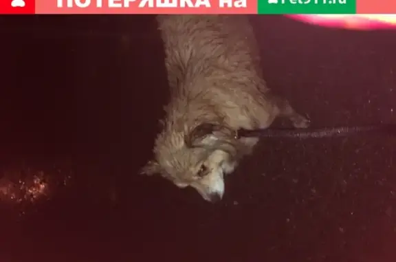 Новосибирск: найдена темная собака с ошейником