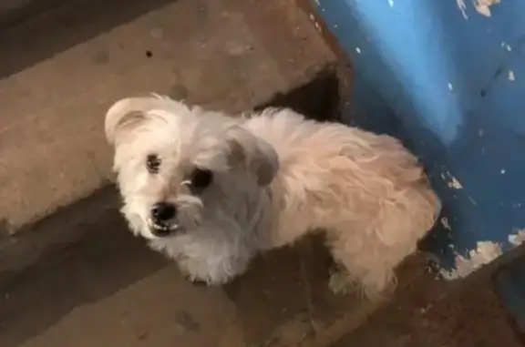 Найдена собака возле магазина на Херсонской 8