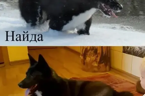 Собаки потеряшки, , фото: Потеряшка собака на границе Владимирской и Нижегородской областей