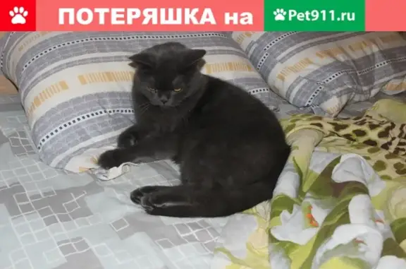 Пропал кот Чип в районе Научный Центр 2, Белгородская область