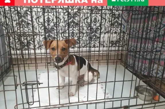 Найденные животные Москва, фото: Найден джек рассел в Гольяново, с клеймом.