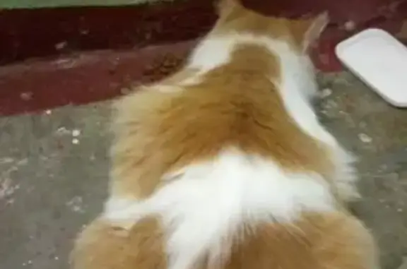 Найдена бело-рыжая кошка в Нижнем Новгороде