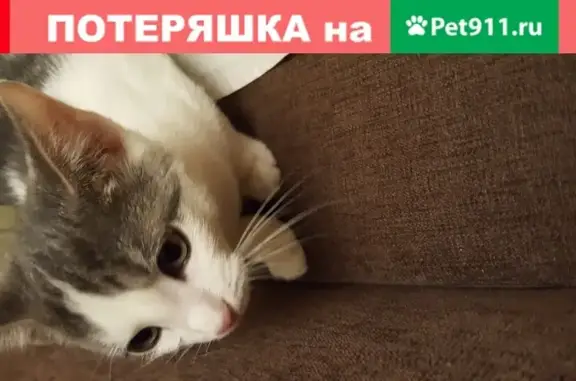Найден котенок на Зеленом проспекте, Перово