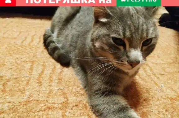 Найден кот на улице Учителей, 24, Екатеринбург