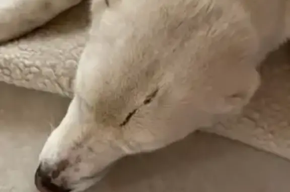 Пропала собака Булочка в Тутаеве, вознаграждение за находку