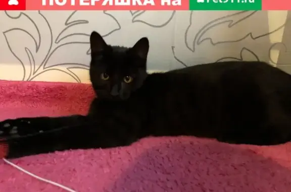 Найдена черная кошка на ул. 40-летия Победы, Краснодар