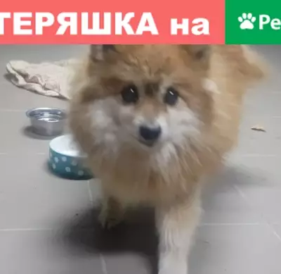 Найдена рыжая собака, ранена, находится в клинике - Разметелево-Мяглово