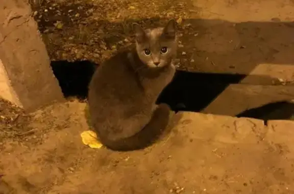 Кошка найдена на Армейской 31 в Красноярске.