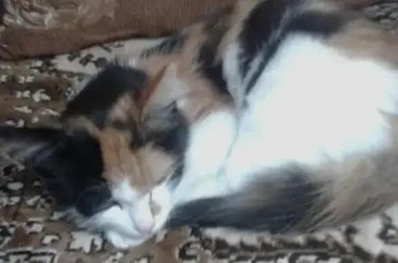 Найден трехшерстный котенок в Куеде, Пермский край.