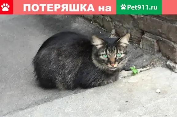 Потерянные животные Москва, фото: Пропала кошка Барсик в деревне Мильково, Ленинский городской округ