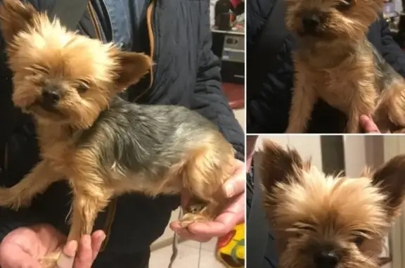 Найдена собака, Москва, фото: Найдена йорк на ул. Дубнинская, 34