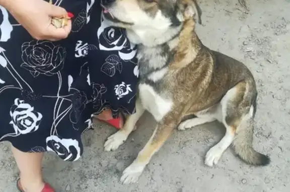 Собаки потеряшки, , фото: Потеряшка собака Мишка на ул. Громова-Достоевского, Шахты.