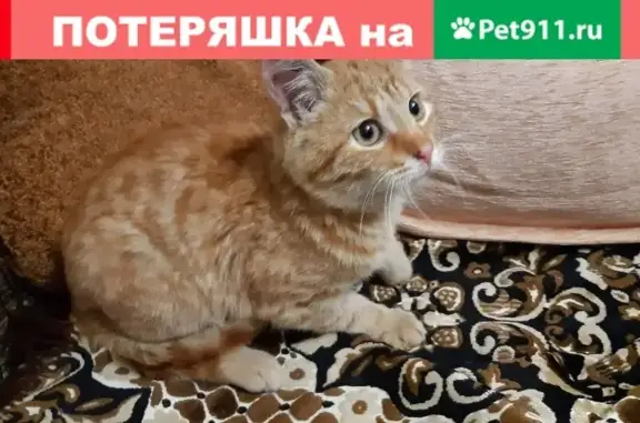 Найден рыжий котенок в Электростали