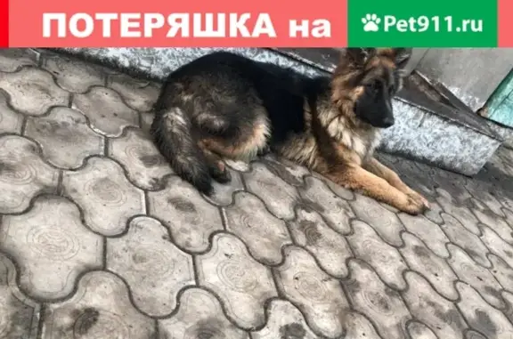 Собаки потеряшки, , фото: Потеряшка немецкая овчарка в селе Займище, Клинцы