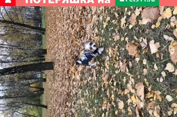 Пропала собака в парке Коломенское, вознаграждение.