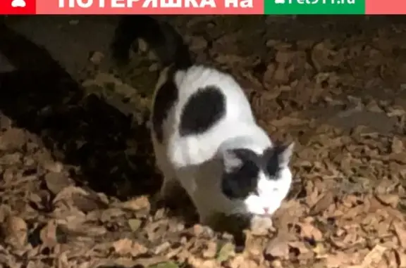 Найден домашний кот на пр. Королёва, Ростов