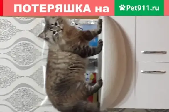 Пропал кот в Альметьевске, вознаграждение.