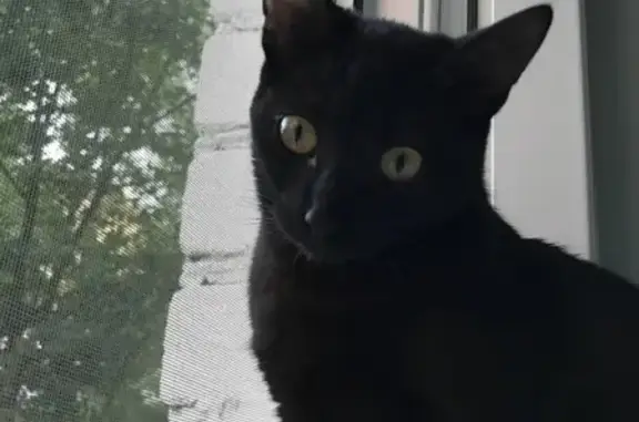 Потерянные животные Смоленск, фото: Пропала кошка Буся на ул. Кирова, 55А!