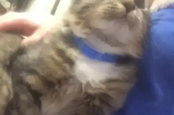 Потерянные животные Москва, фото: Пропала кошка на 1-й Фрезерной улице, Москва