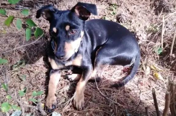 Пропала собака Муха в Майминском районе, Республика Алтай