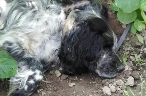 Пропала собака Рэй в Иркутской области