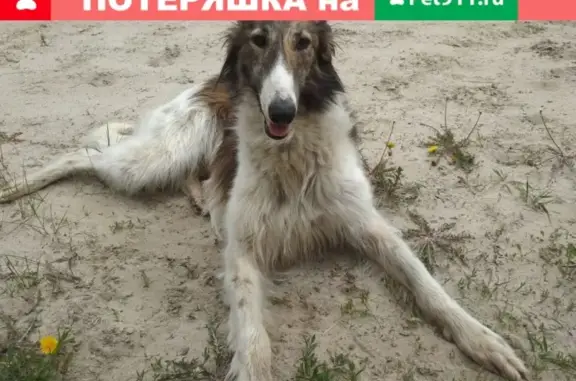Собака Мальчик русской борзой найдена в Новом Тапе, Тюменская область.