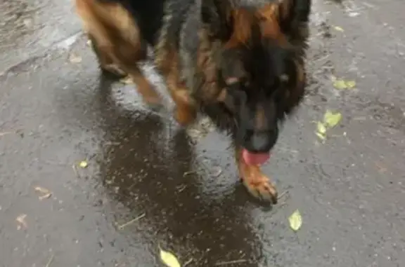 Потерянные животные Москва, фото: Пропала овчарка Герда на 8-й улице Соколиной Горы, Москва