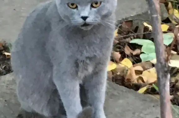 Найден молодой серо-голубой кот в Ростове