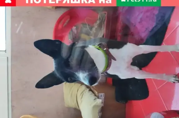 Найден пес на ул. Гагарина, Калининград
