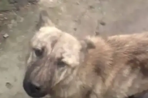 Найдена собака в районе Плеханова, Томск