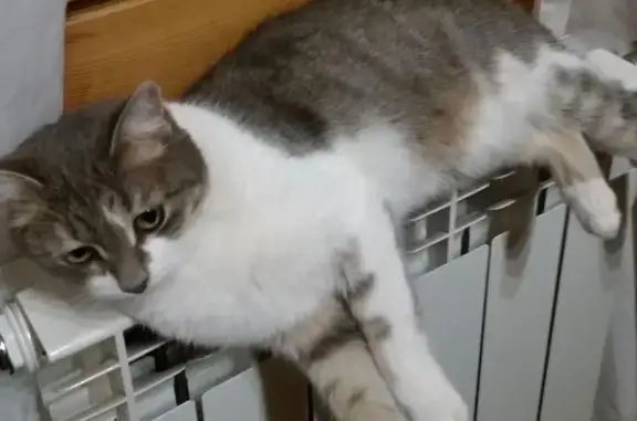 Кошки потеряшки, Москва, фото: Потеряшка кошка в деревне Никольское, Солнечногорский район.