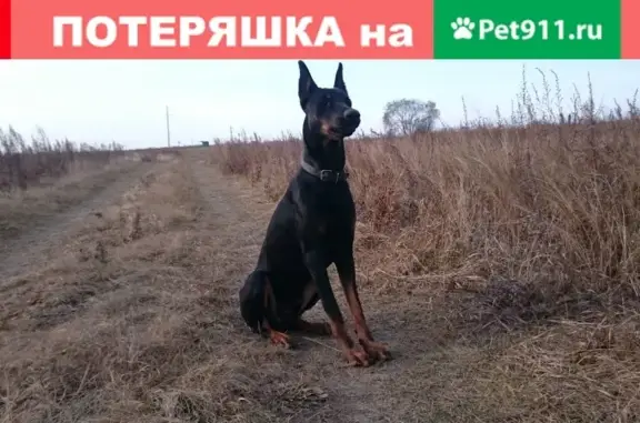 Пропала собака в мкр Современник, Дзержинск - доберман Рокки, черный, худенький.