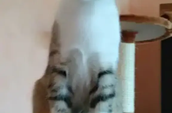 Кошки потеряшки, Камызяк, фото: Потеряшка кошка Лаки, адрес: Молодёжная ул. 15, кв.2, Камызяк