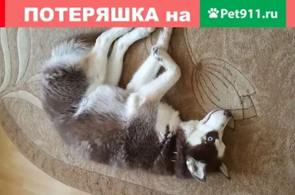 Собаки потеряшки, Калининград, фото: Потеряшка хаски с Мариупольской 14, Калининград