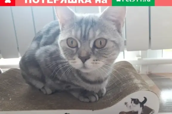 Найдена кошка на 3-й Дачной, Саратов